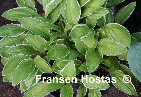 Hosta Louisa